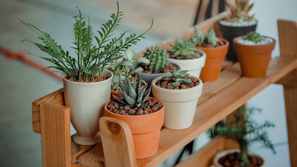 12 Top-Tipps für die Auswahl und Pflege von Zimmerpflanzen