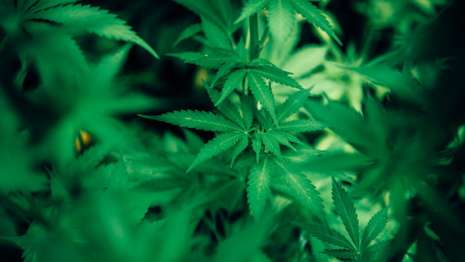 Cannabis-Legalisierung Darf man in seinem Garten oder Balkon Cannabis anbauen