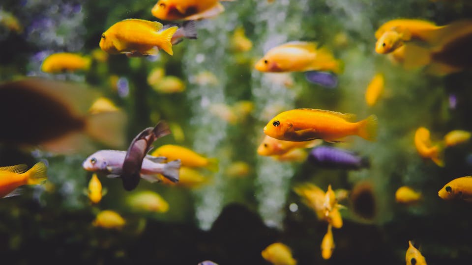 Guppys schwimmen merkwürdig - untypisches Schwimmverhalten im Aquarium - Tipps