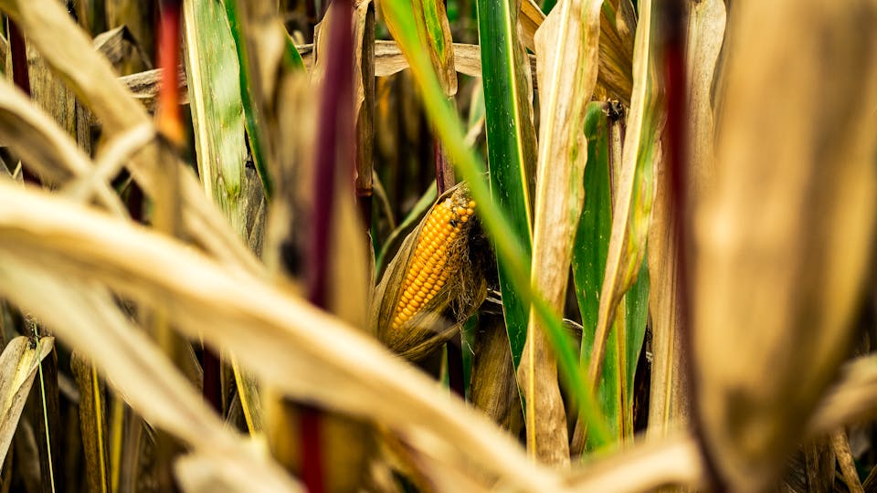 Welcher Hersteller bieten Anlagen zur Verarbeitung von Mais zu Stärke in Deutschland an Lösung