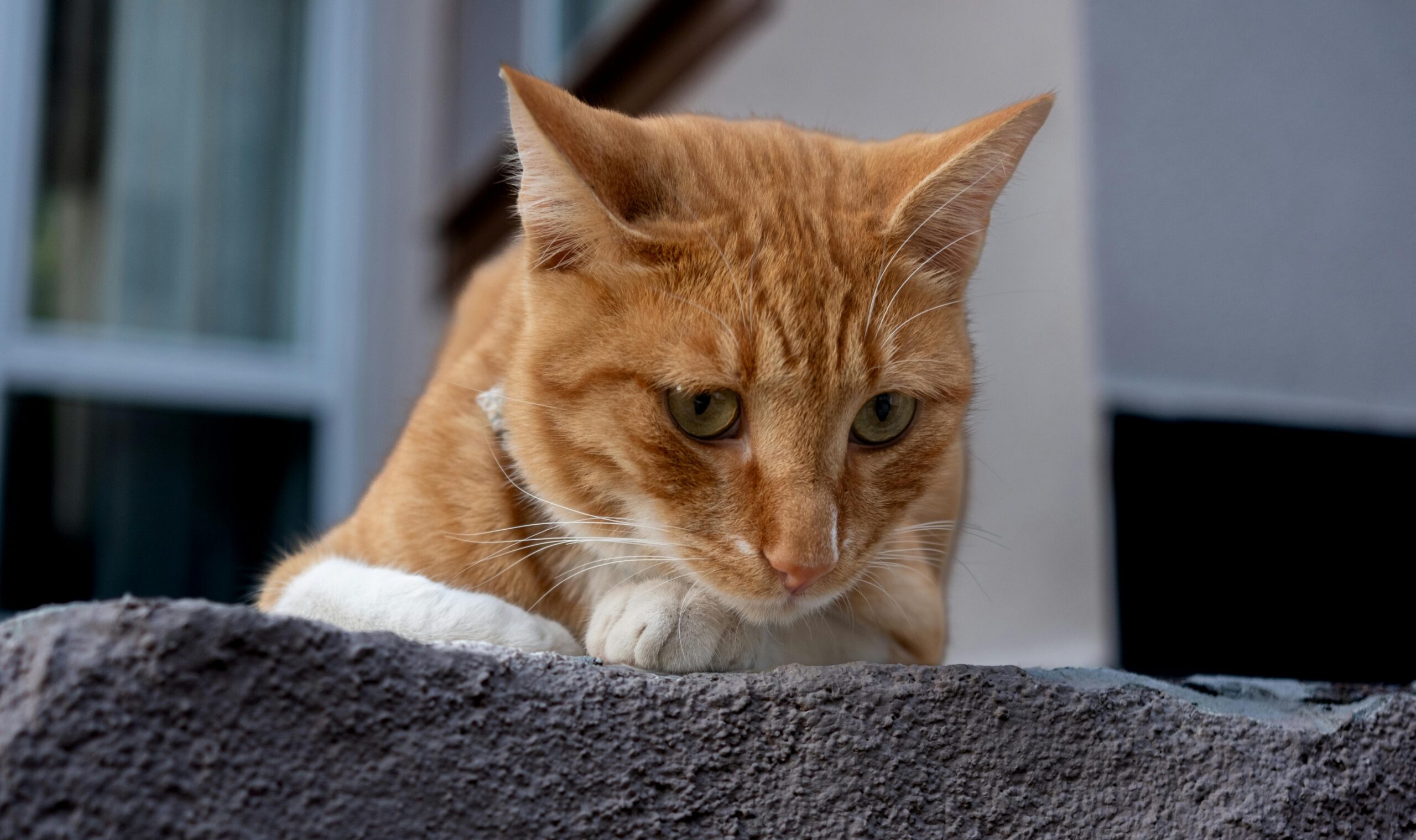 Zeckenkopf ist in Katze steckengeblieben - Zecke steckt in Katze - Lösung und akute Hilfe