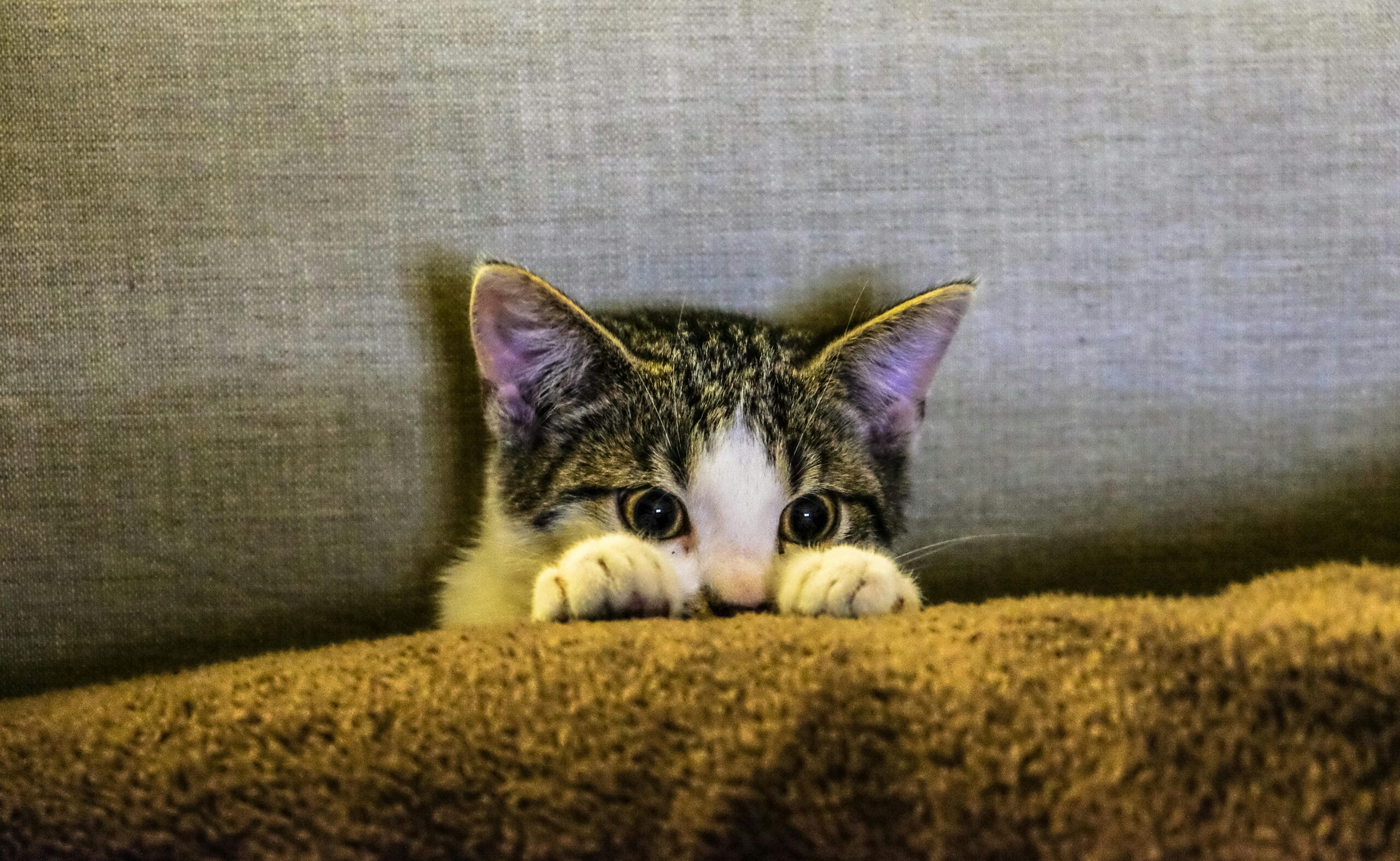 Warum haben Katzen Angst vor Gurken? Erklärung und Lösung