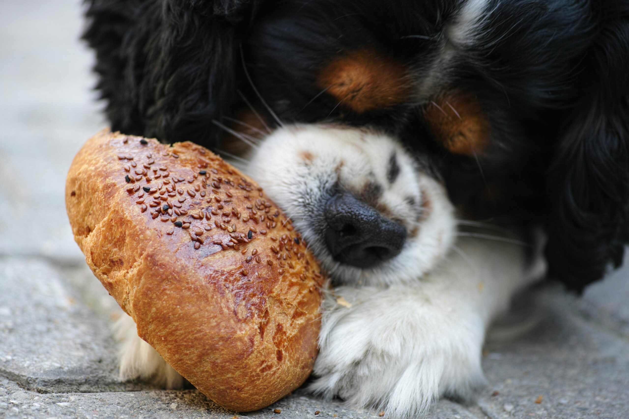 Was dürfen Hunde nicht essen? 12 Tipps