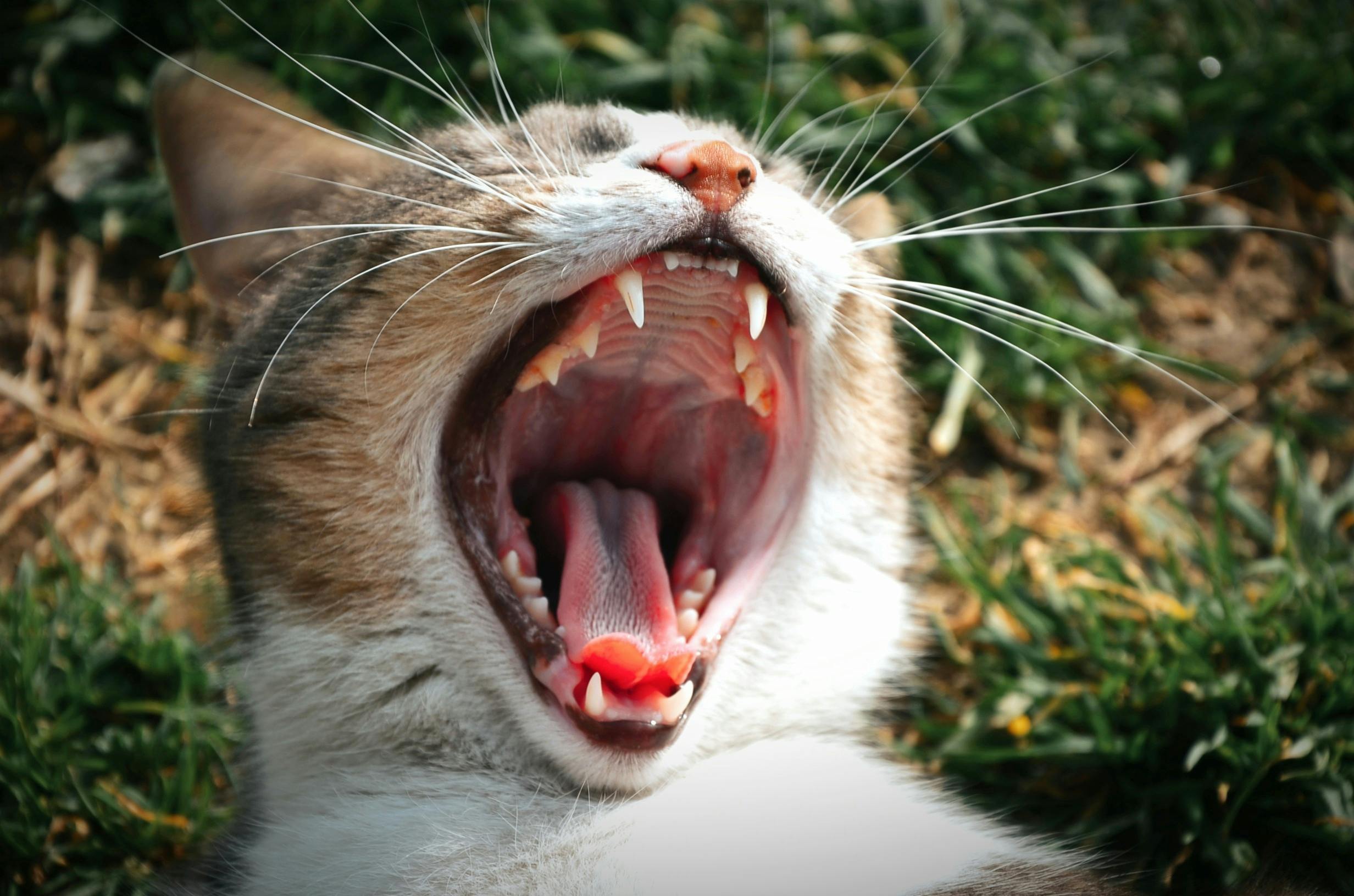 Wie viele Zähne hat eine Katze? Lösung und Erklärung