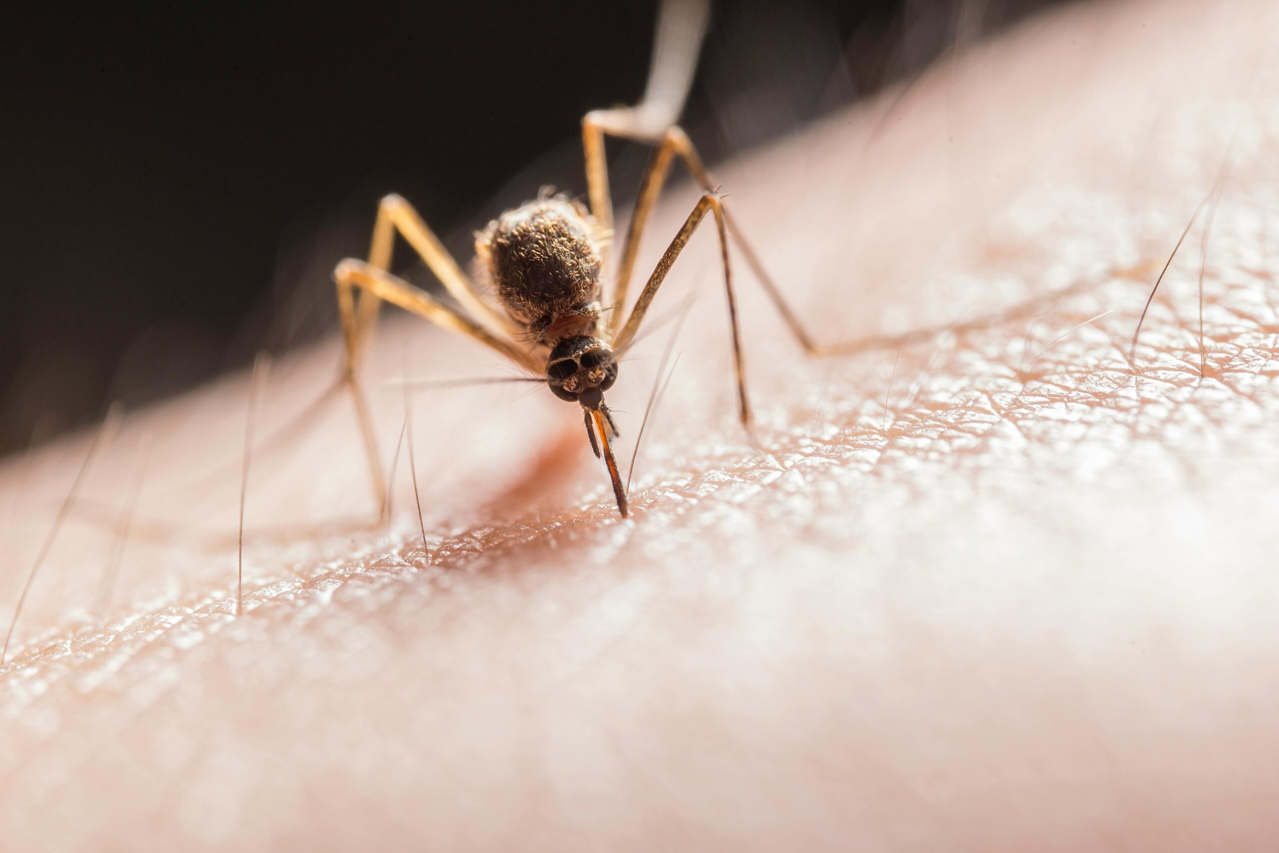 Welche Pflanzen halten Mücken fern? Lösung