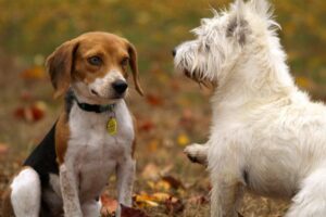 Joggen mit Hund So verbinden Sie Laufsport und Hundehaltung