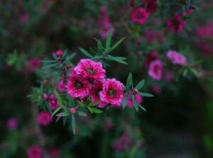 Manuka Honig Was macht das goldene Elixier Neuseelands so besonders